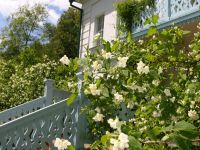 Музей-усадьба Л. Н. Толстого «Ясная Поляна»