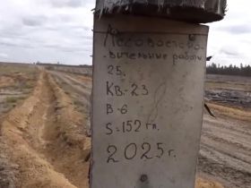 Лесовосстановление АЛРОСА: более 350 тысяч сеянцев сосны высадили в Олекминске в этом году