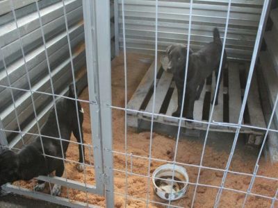 Приют для безнадзорных собак открыли в Хангаласском районе