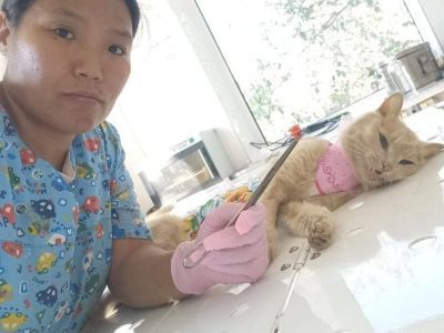 Игрушечные пули извлекли ветеринары из трёх кошек в Нюрбе