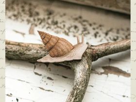 Деревянная брошка Дворникова А. "Улитка"