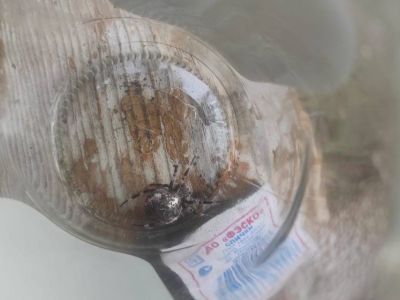 В Якутске нашли редкого крупного представителя пауков крестовиков