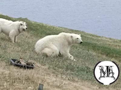 Белый медведь забрел в село в Булунском районе Якутии