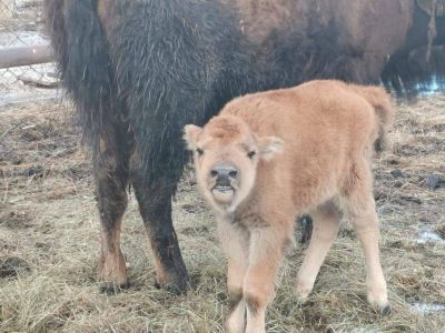 В природном парке «Живые алмазы Якутии» родился бизон
