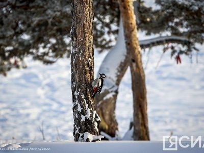 Фоторепортаж. Прогулка по зимней сказке в Якутии