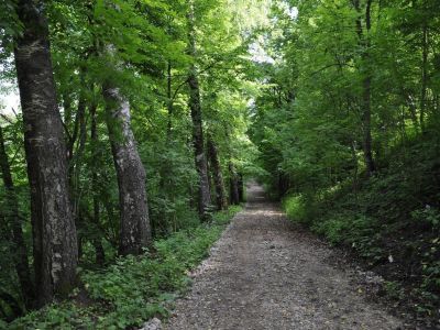 Парковые аллеи усадьбы Шаховских