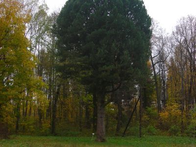 Фрагменты парка