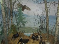 Вытегорский краеведческий музей