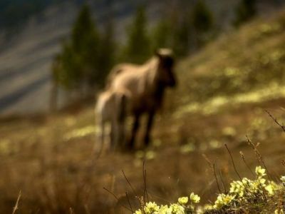 В Якутии от удара копытом лошади погиб трёхлетний ребенок