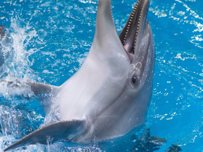 Шоу дельфинов