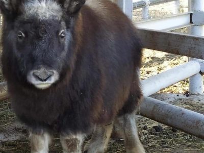 Овцебык из якутского зоопарка «Орто Дойду» переехал в Новосибирск