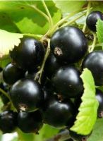 Смородина черная Валовая