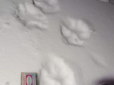 В селе Бярийе Усть-Алданского района замечена стая волков