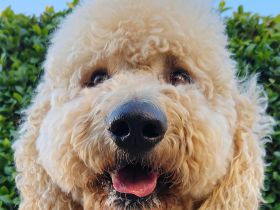 Смартфон Samsung