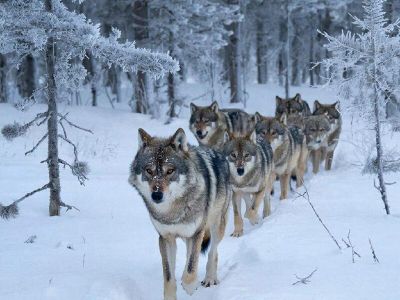 В Якутии заложили 13 млн рублей на регулирование численности волков в 2026 году