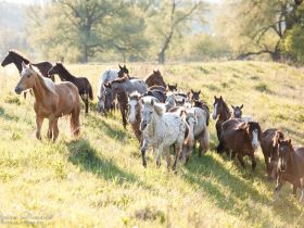 День на Диком западе
