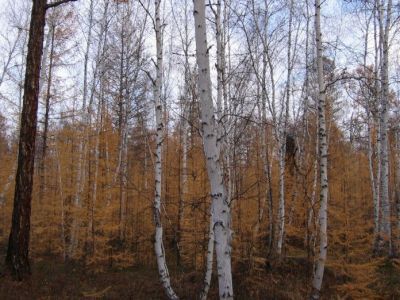 На страже вечной мерзлоты. Как восстанавливается лес в Центральной Якутии