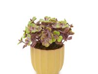 Цветок Candino