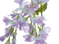 Цветок Остра/Ostra II