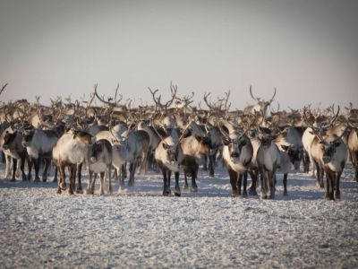 Наибольшее поголовье оленей в Якутии насчитывается в Усть-Янском районе
