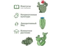 Набор для выращивания Вырасти, дерево! Кактусы