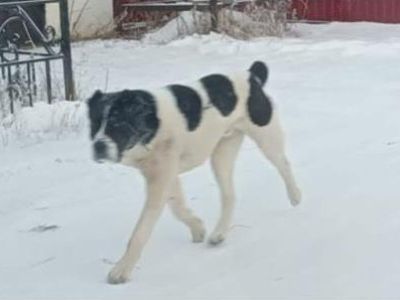 В Жатае поймали напавшего на женщину алабая