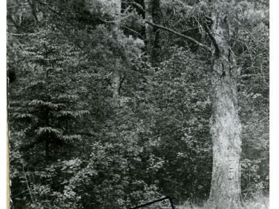 Братская могила советских граждан, расстрелянных гитлеровцами на месте бывшего концлагеря