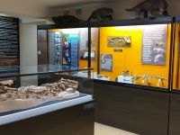 Котельничский палеонтологический музей