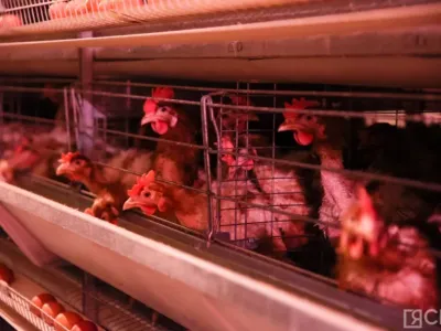 Нерюнгринская птицефабрика опровергла информацию о карантине из-за сальмонеллеза