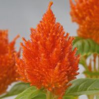 Целозия перистая Глориас Оранж (1уп-100шт) профессиональные семена