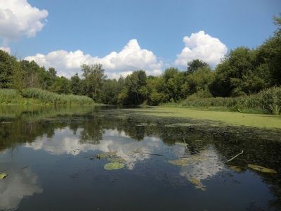 Усадьба "Майданово", где в 1885-1887 гг. и в 1891-1892 гг. жил и работал композитор Чайковский Петр Ильич: парк с прудами