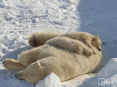 Голосование за имена для белых медвежат объявили в якутском зоопарке «Орто Дойду»