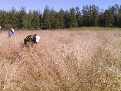 Якутские фермеры в эти дни считают качество и количество семян трав
