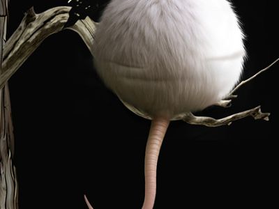 Цветы для Элджернона. 30 лет спустя