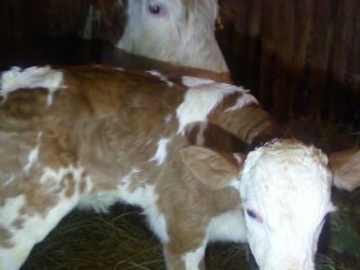 В Якутии Олимпиада родила Пекина