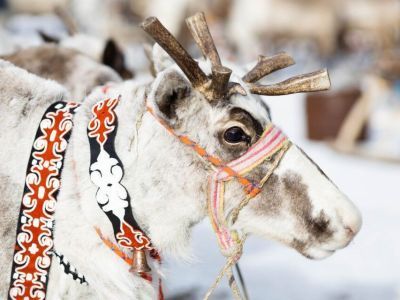 Кормление огня, камлание шамана и гонки на оленях: как эвенки отметили День оленевода