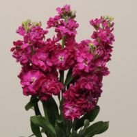 Маттиола Кац Кримсон (1уп-1000шт)