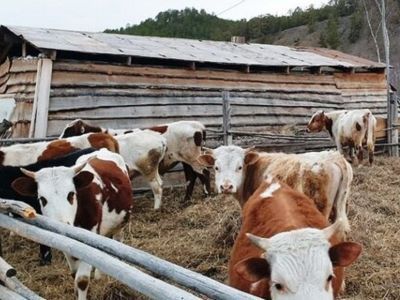 В Якутии на возвышенные участки отогнали 21 011 голов скота и 27 010 лошадей