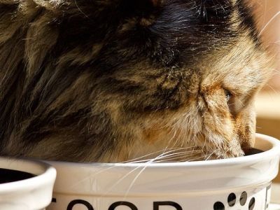 Опустеет ли рынок кормов для животных из-за ухода известных брендов?