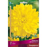 Георгина декоративная Пондероса (1 шт.)