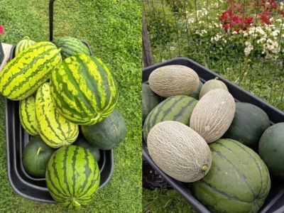 Свыше 100 арбузов вырастила за лето жительница Амгинского района Якутии