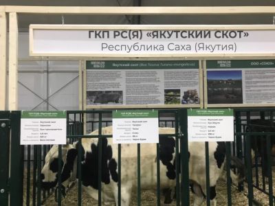 Якутский скот участвует в выставке "Золотая осень-2022" в Москве