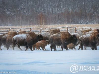 Стенд плейстоценового парка в Якутии на конференции ООН посетили около 10 тысяч человек