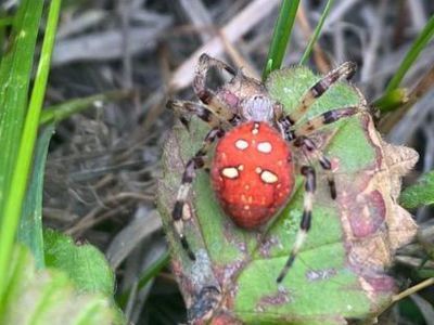 Жительница Аллаиховского района Якутии обнаружила паука, напоминающего ягоду земляники