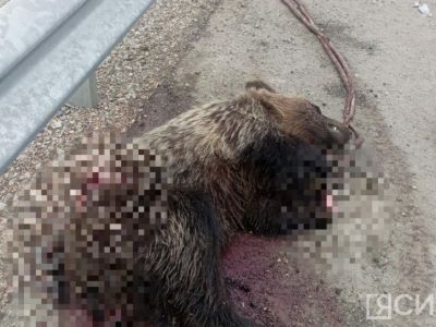 В Якутии на трассе обнаружили мертвого медведя с отрезанной лапой