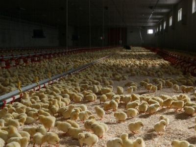 Производитель филе цыпленка с хлороформом усилил контроль качества на предприятии