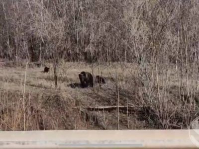 Видеофакт: медведица с медвежатами гуляет недалеко от Олекминска