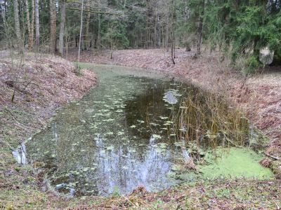 Пруд Южный Верхний Новошалейный с плотиной