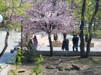 Якутяне на 49% активнее стали следить за весенними аллергенами