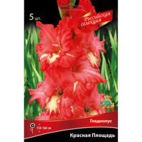 Гладиолус Красная Площадь (5 шт.)
